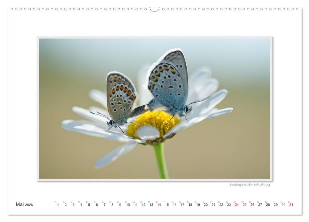 Weitere Ansicht: Emotionale Momente: Tierischer Sex. (hochwertiger Premium Wandkalender 2026 DIN A2 quer), Kunstdruck in Hochglanz | Calvendo, Ingo Gerlach GDT