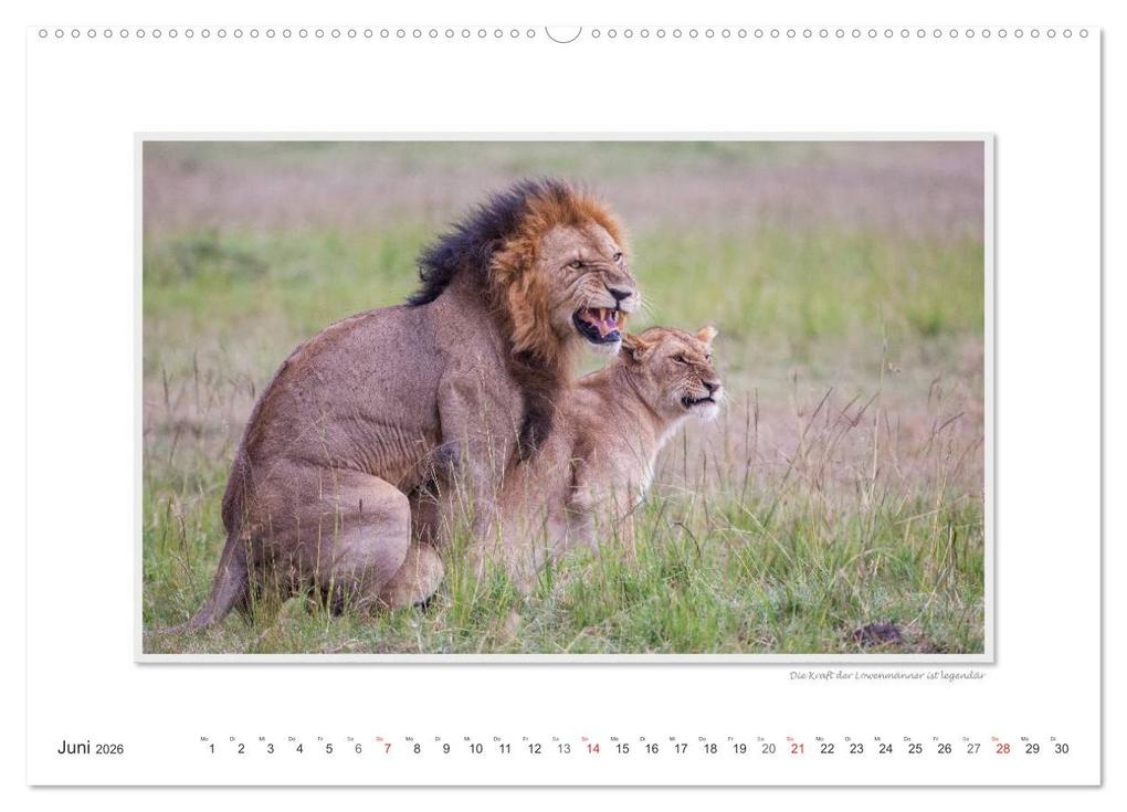 Weitere Ansicht: Emotionale Momente: Tierischer Sex. (hochwertiger Premium Wandkalender 2026 DIN A2 quer), Kunstdruck in Hochglanz | Calvendo, Ingo Gerlach GDT