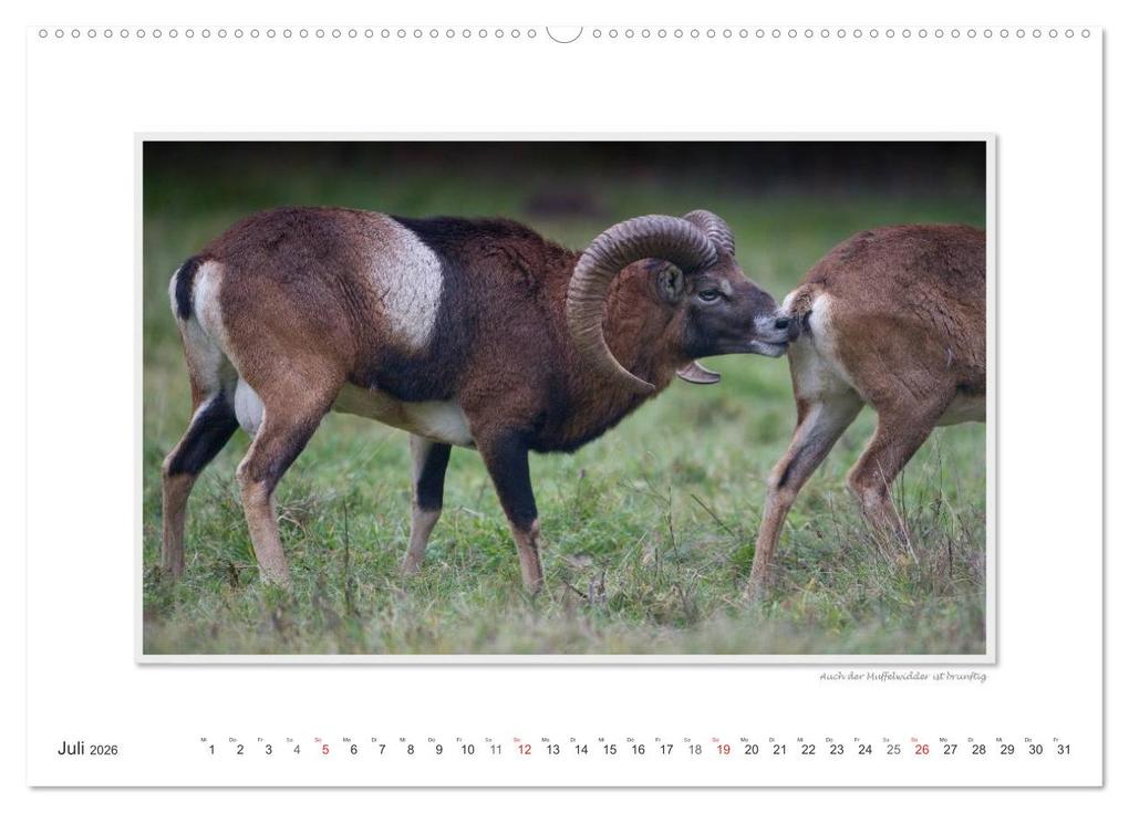 Weitere Ansicht: Emotionale Momente: Tierischer Sex. (hochwertiger Premium Wandkalender 2026 DIN A2 quer), Kunstdruck in Hochglanz | Calvendo, Ingo Gerlach GDT