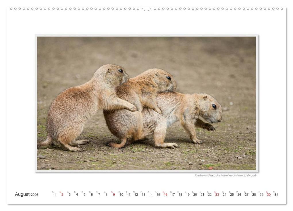 Weitere Ansicht: Emotionale Momente: Tierischer Sex. (hochwertiger Premium Wandkalender 2026 DIN A2 quer), Kunstdruck in Hochglanz | Calvendo, Ingo Gerlach GDT
