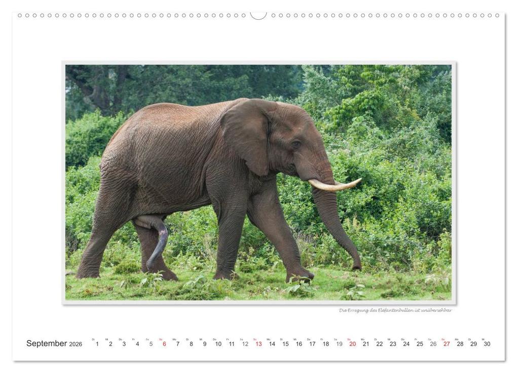 Weitere Ansicht: Emotionale Momente: Tierischer Sex. (hochwertiger Premium Wandkalender 2026 DIN A2 quer), Kunstdruck in Hochglanz | Calvendo, Ingo Gerlach GDT