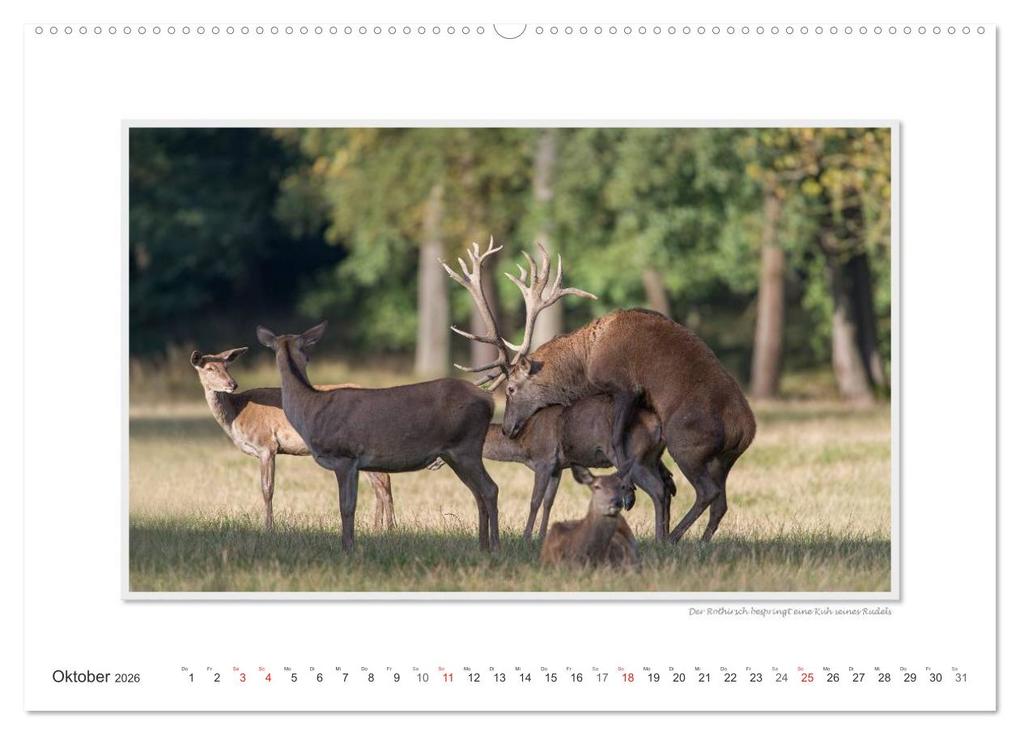 Weitere Ansicht: Emotionale Momente: Tierischer Sex. (hochwertiger Premium Wandkalender 2026 DIN A2 quer), Kunstdruck in Hochglanz | Calvendo, Ingo Gerlach GDT
