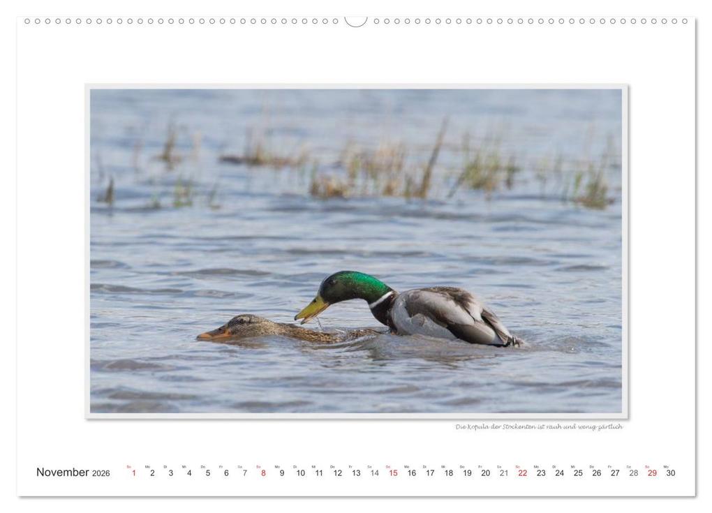 Weitere Ansicht: Emotionale Momente: Tierischer Sex. (hochwertiger Premium Wandkalender 2026 DIN A2 quer), Kunstdruck in Hochglanz | Calvendo, Ingo Gerlach GDT