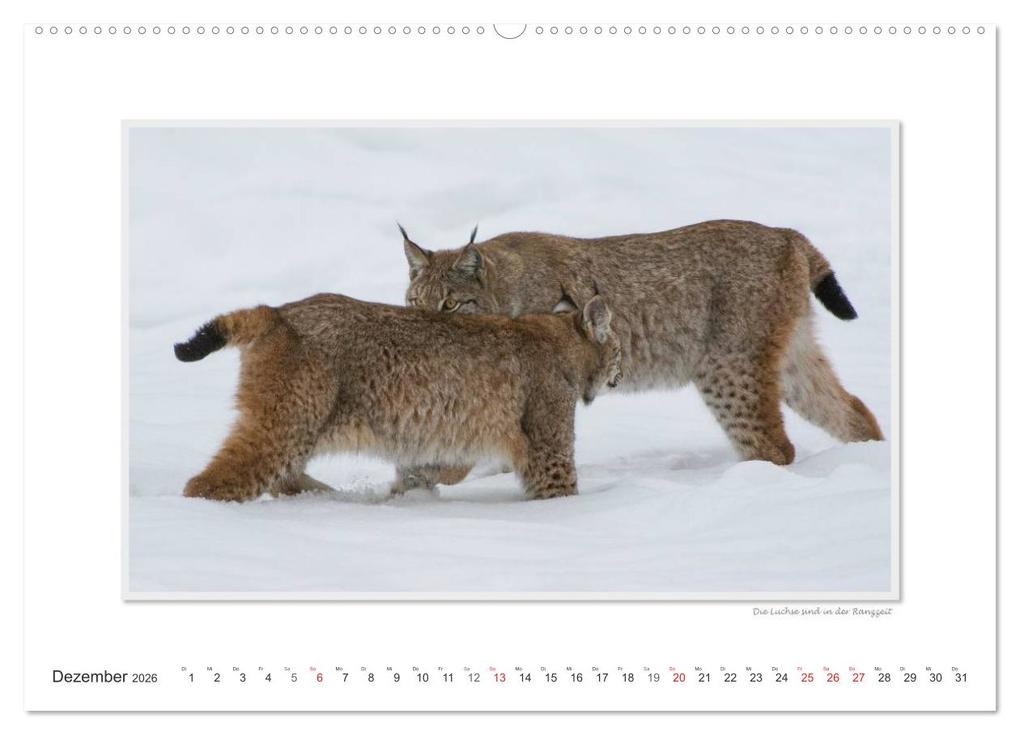 Weitere Ansicht: Emotionale Momente: Tierischer Sex. (hochwertiger Premium Wandkalender 2026 DIN A2 quer), Kunstdruck in Hochglanz | Calvendo, Ingo Gerlach GDT