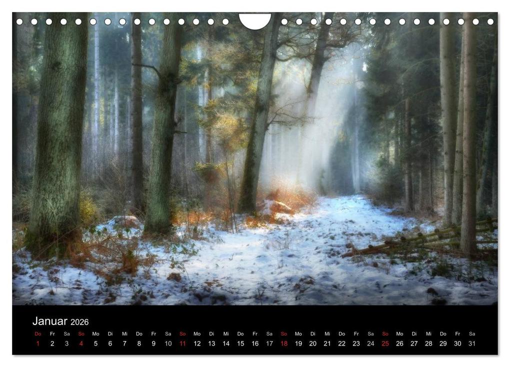 Weitere Ansicht: Waldkalender (Wandkalender 2026 DIN A4 quer), CALVENDO Monatskalender | Calvendo, Hans Zitzler