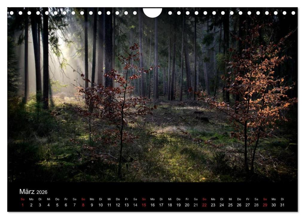 Weitere Ansicht: Waldkalender (Wandkalender 2026 DIN A4 quer), CALVENDO Monatskalender | Calvendo, Hans Zitzler