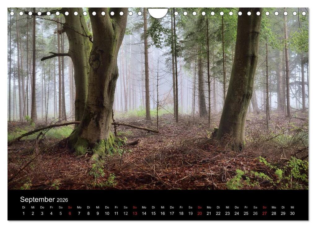 Weitere Ansicht: Waldkalender (Wandkalender 2026 DIN A4 quer), CALVENDO Monatskalender | Calvendo, Hans Zitzler