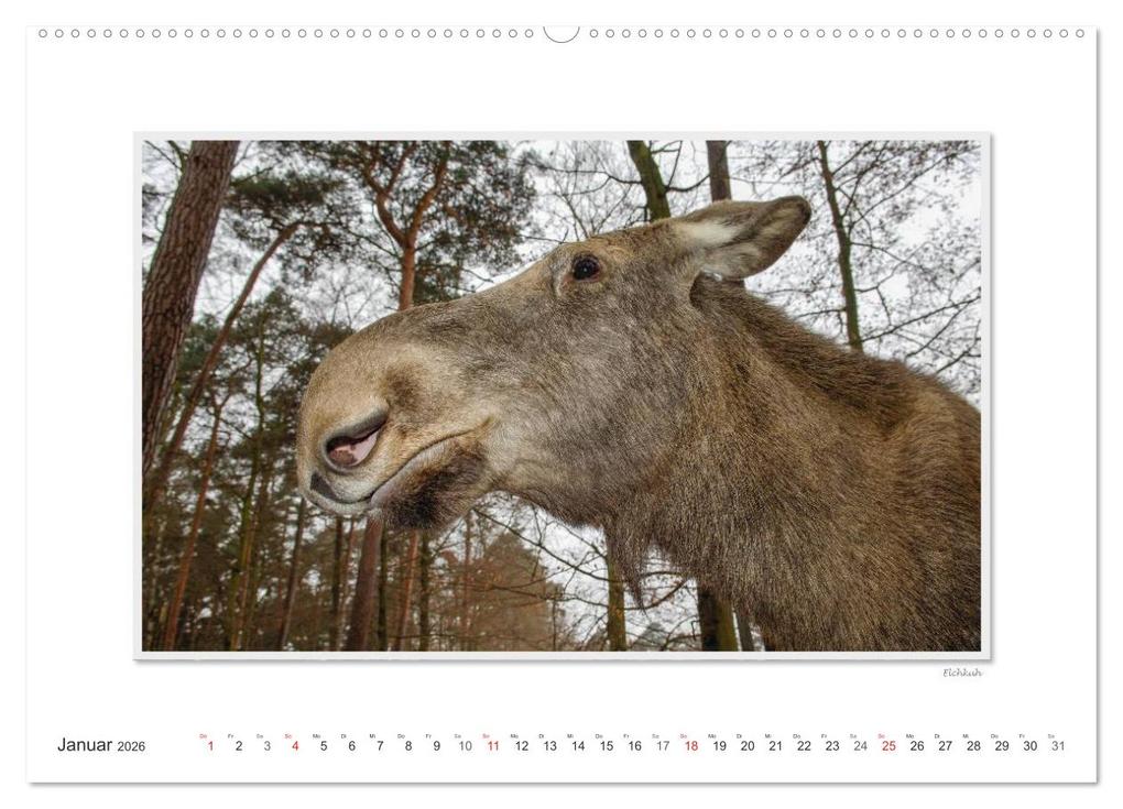 Weitere Ansicht: Emotionale Momente: Europäischer Elch. (Wandkalender 2026 DIN A2 quer), CALVENDO Monatskalender | Calvendo, Ingo Gerlach GDT