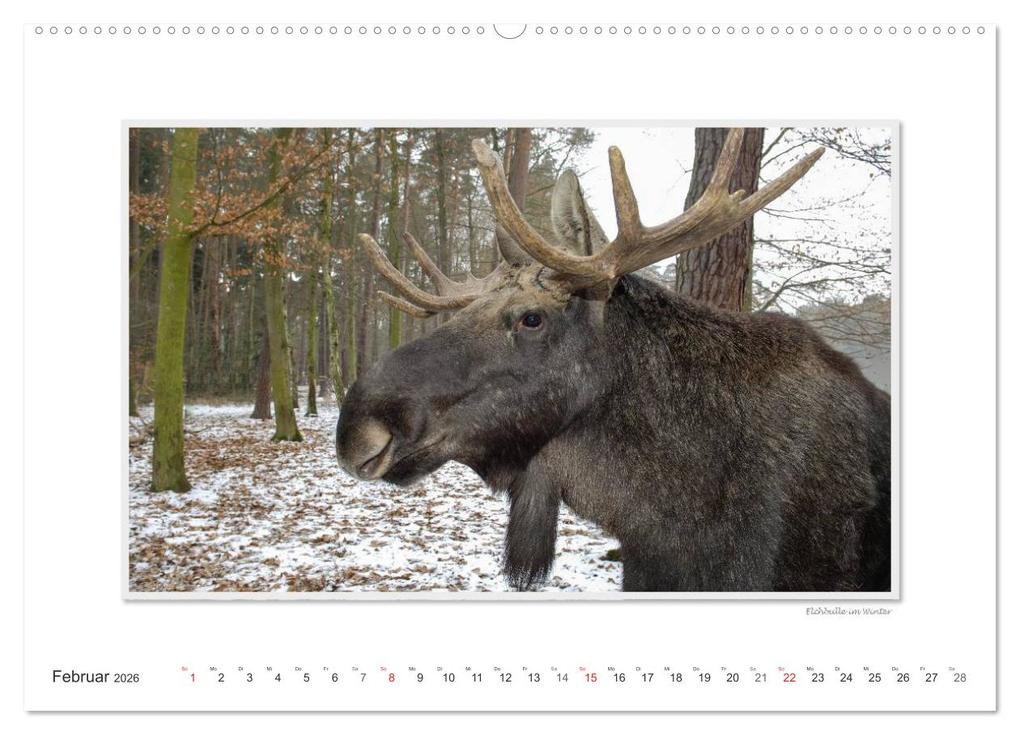 Weitere Ansicht: Emotionale Momente: Europäischer Elch. (Wandkalender 2026 DIN A2 quer), CALVENDO Monatskalender | Calvendo, Ingo Gerlach GDT