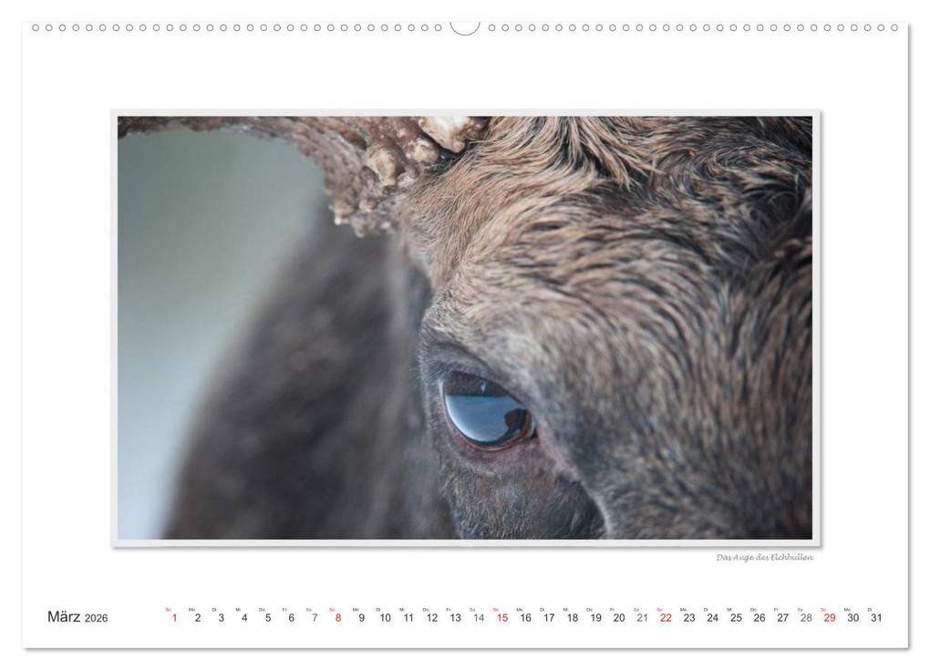 Weitere Ansicht: Emotionale Momente: Europäischer Elch. (Wandkalender 2026 DIN A2 quer), CALVENDO Monatskalender | Calvendo, Ingo Gerlach GDT
