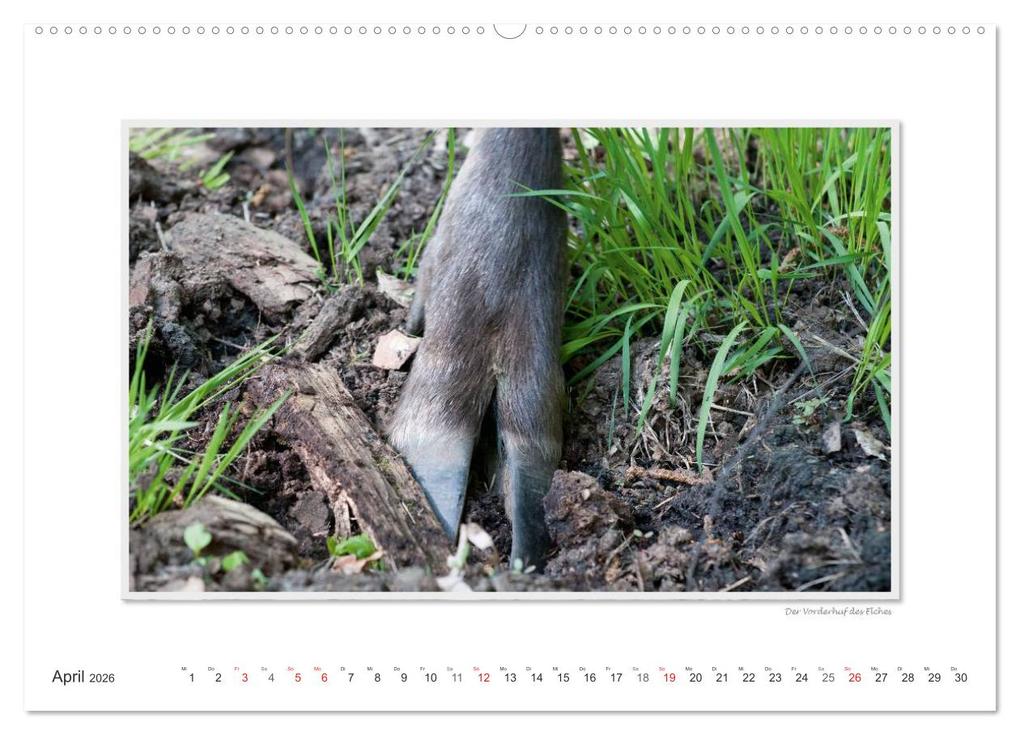 Weitere Ansicht: Emotionale Momente: Europäischer Elch. (Wandkalender 2026 DIN A2 quer), CALVENDO Monatskalender | Calvendo, Ingo Gerlach GDT