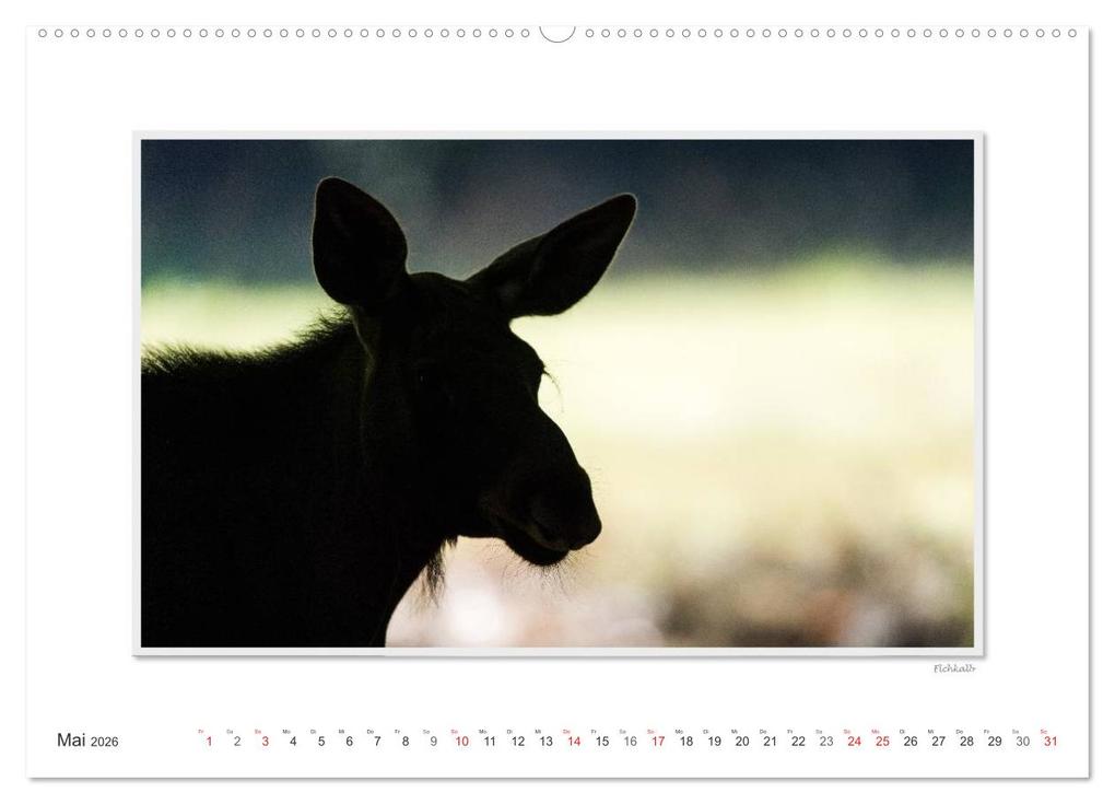 Weitere Ansicht: Emotionale Momente: Europäischer Elch. (Wandkalender 2026 DIN A2 quer), CALVENDO Monatskalender | Calvendo, Ingo Gerlach GDT