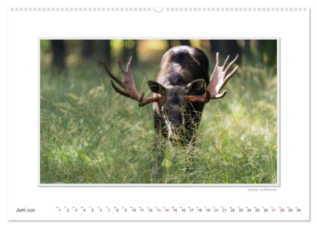 Weitere Ansicht: Emotionale Momente: Europäischer Elch. (Wandkalender 2026 DIN A2 quer), CALVENDO Monatskalender | Calvendo, Ingo Gerlach GDT