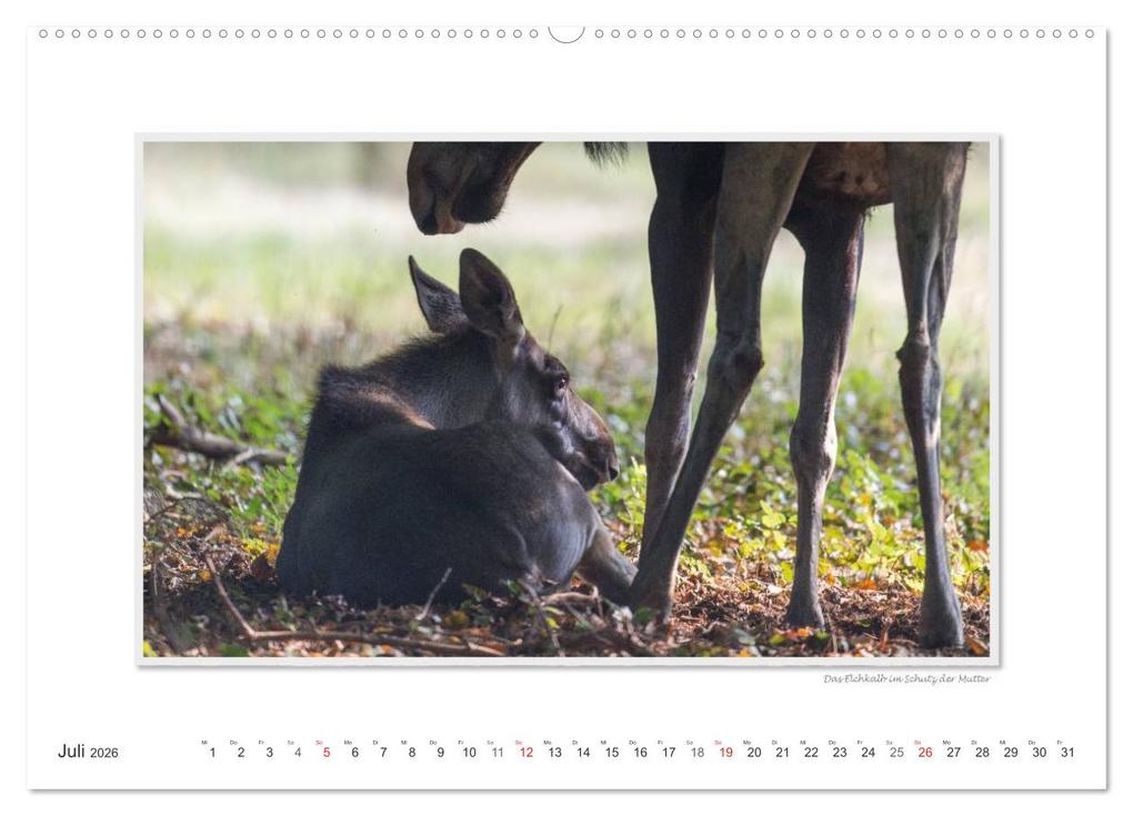 Weitere Ansicht: Emotionale Momente: Europäischer Elch. (Wandkalender 2026 DIN A2 quer), CALVENDO Monatskalender | Calvendo, Ingo Gerlach GDT