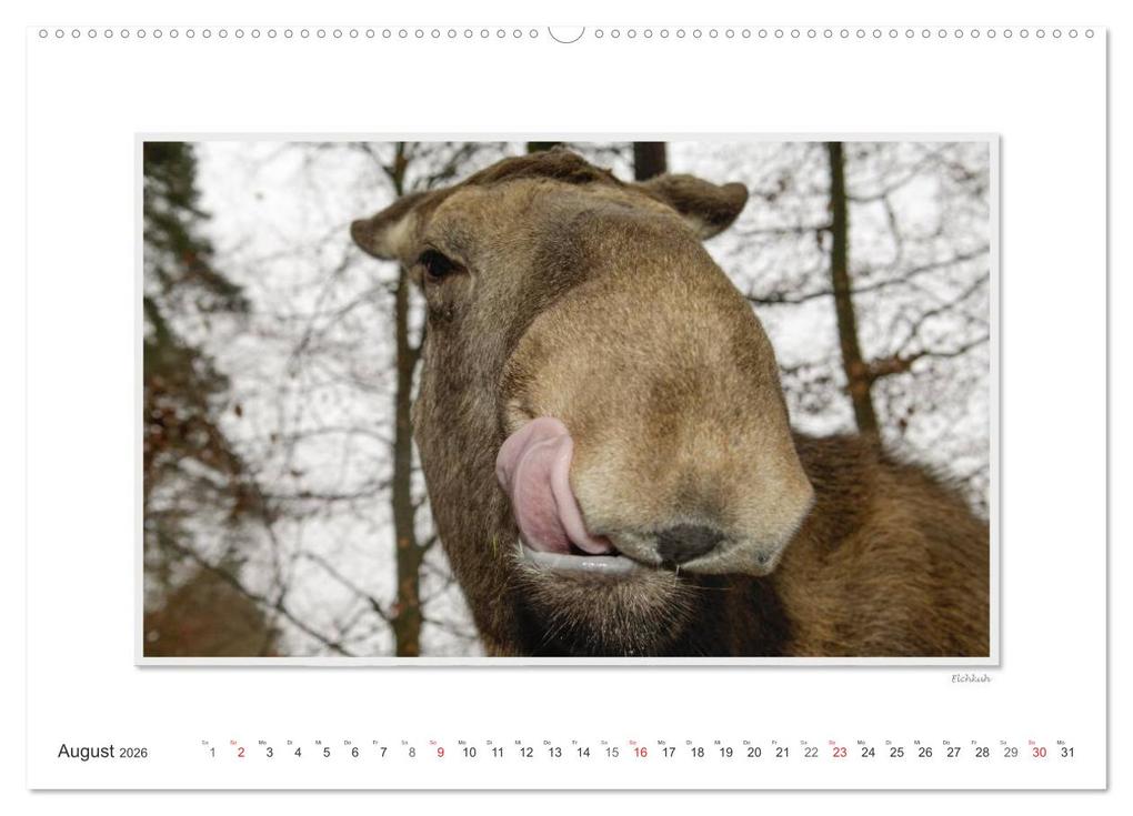 Weitere Ansicht: Emotionale Momente: Europäischer Elch. (Wandkalender 2026 DIN A2 quer), CALVENDO Monatskalender | Calvendo, Ingo Gerlach GDT