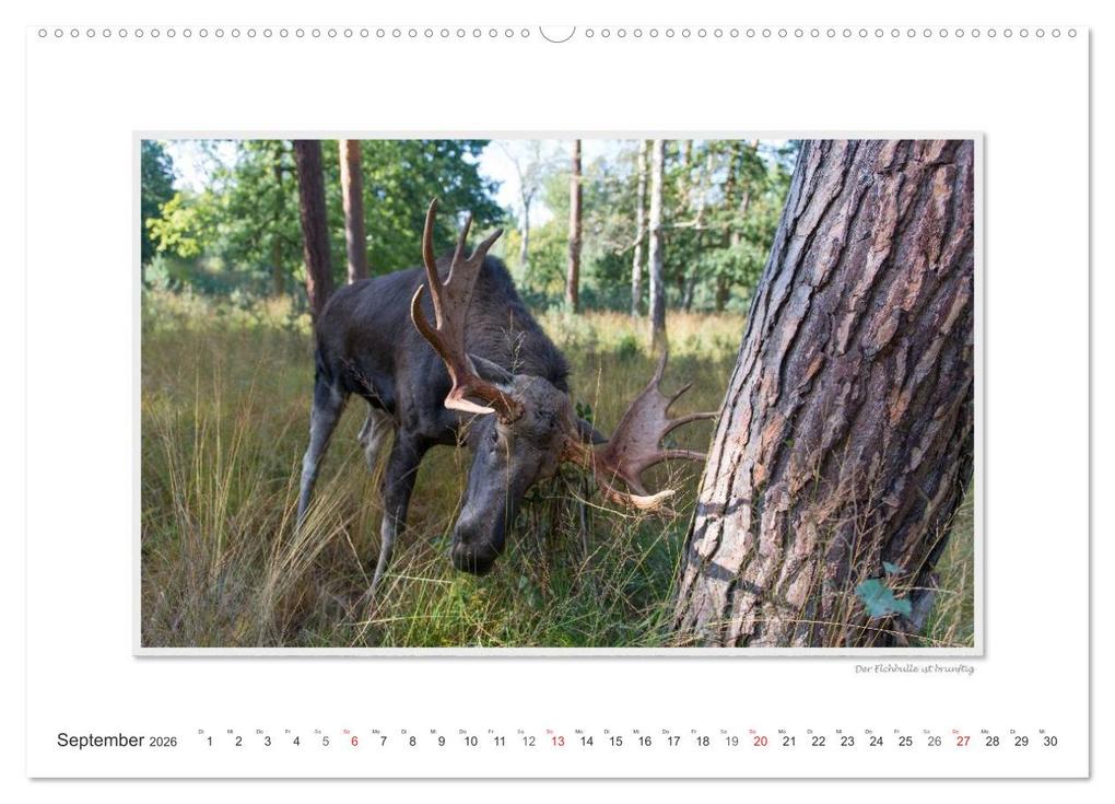 Weitere Ansicht: Emotionale Momente: Europäischer Elch. (Wandkalender 2026 DIN A2 quer), CALVENDO Monatskalender | Calvendo, Ingo Gerlach GDT