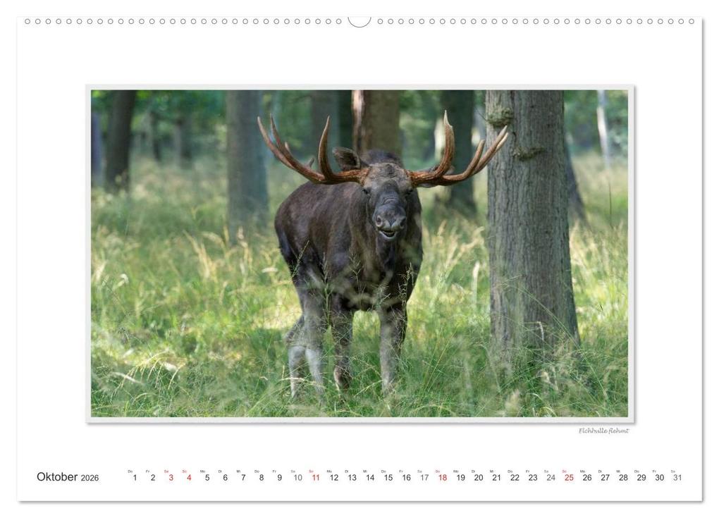 Weitere Ansicht: Emotionale Momente: Europäischer Elch. (Wandkalender 2026 DIN A2 quer), CALVENDO Monatskalender | Calvendo, Ingo Gerlach GDT