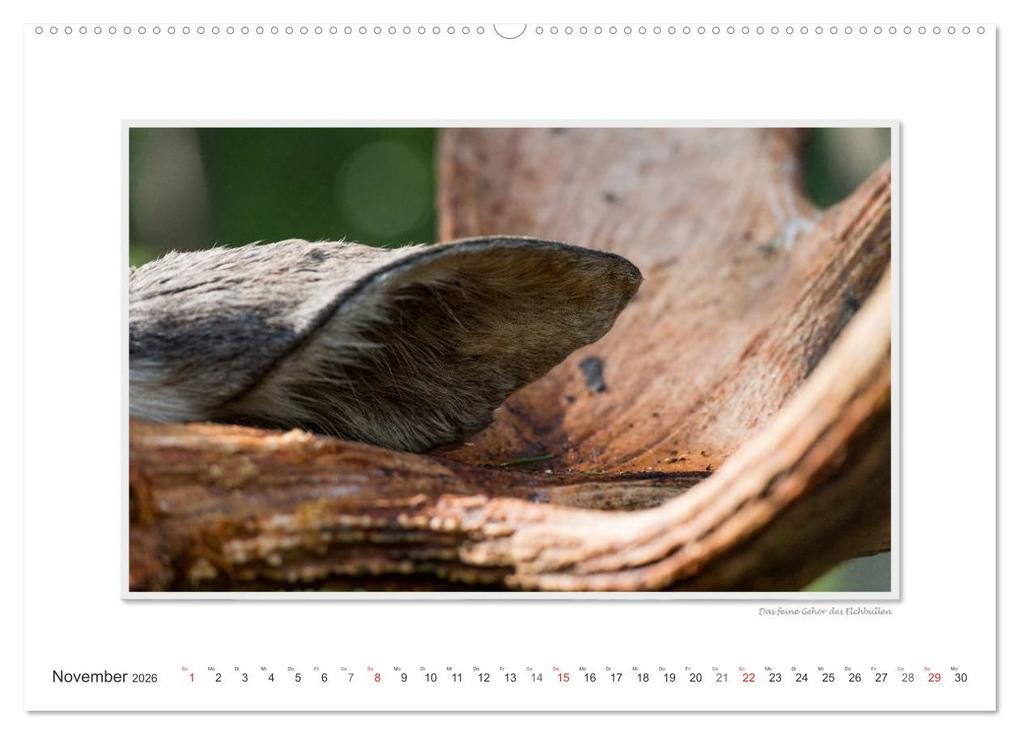 Weitere Ansicht: Emotionale Momente: Europäischer Elch. (Wandkalender 2026 DIN A2 quer), CALVENDO Monatskalender | Calvendo, Ingo Gerlach GDT