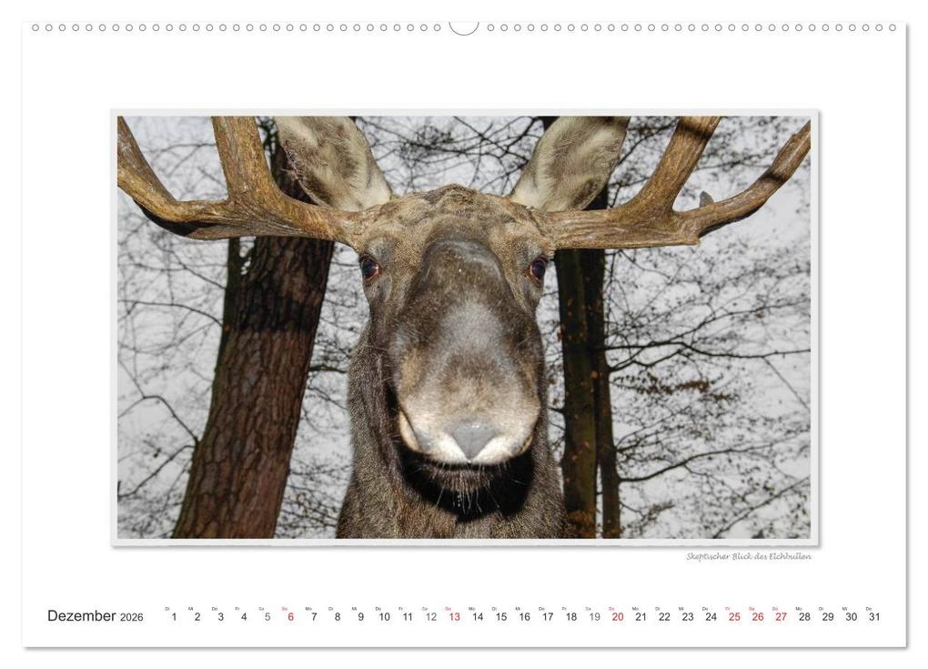 Weitere Ansicht: Emotionale Momente: Europäischer Elch. (Wandkalender 2026 DIN A2 quer), CALVENDO Monatskalender | Calvendo, Ingo Gerlach GDT