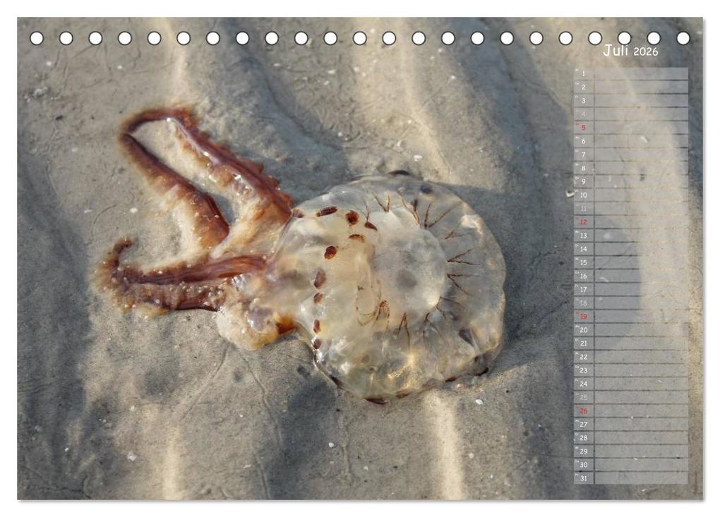 Weitere Ansicht: Strandspaziergang / Geburtstagskalender (Tischkalender 2026 DIN A5 quer), CALVENDO Monatskalender | Calvendo, Gert Kropp