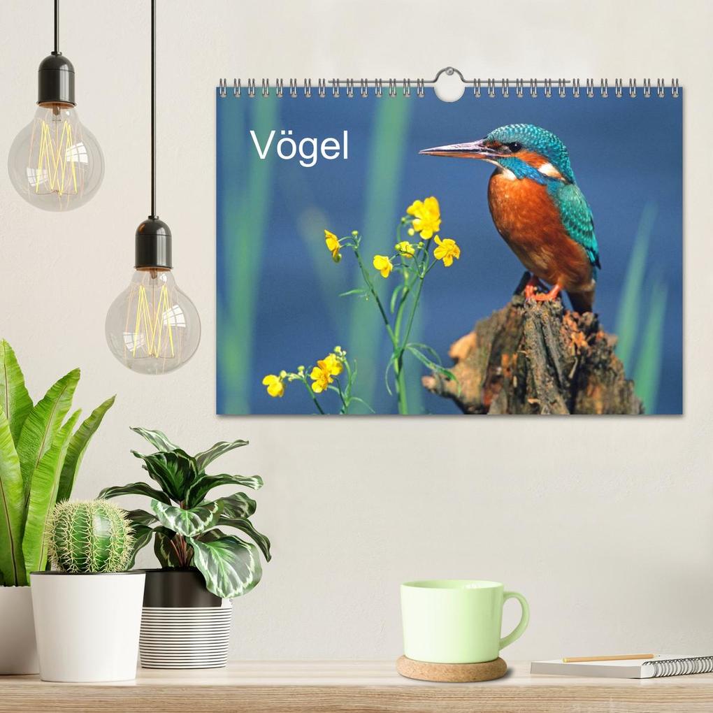 Weitere Ansicht: Vögel (Wandkalender 2026 DIN A4 quer), CALVENDO Monatskalender | McPHOTO McPHOTO, Calvendo, McPHOTO
