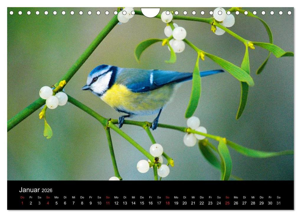 Weitere Ansicht: Vögel (Wandkalender 2026 DIN A4 quer), CALVENDO Monatskalender | McPHOTO McPHOTO, Calvendo, McPHOTO