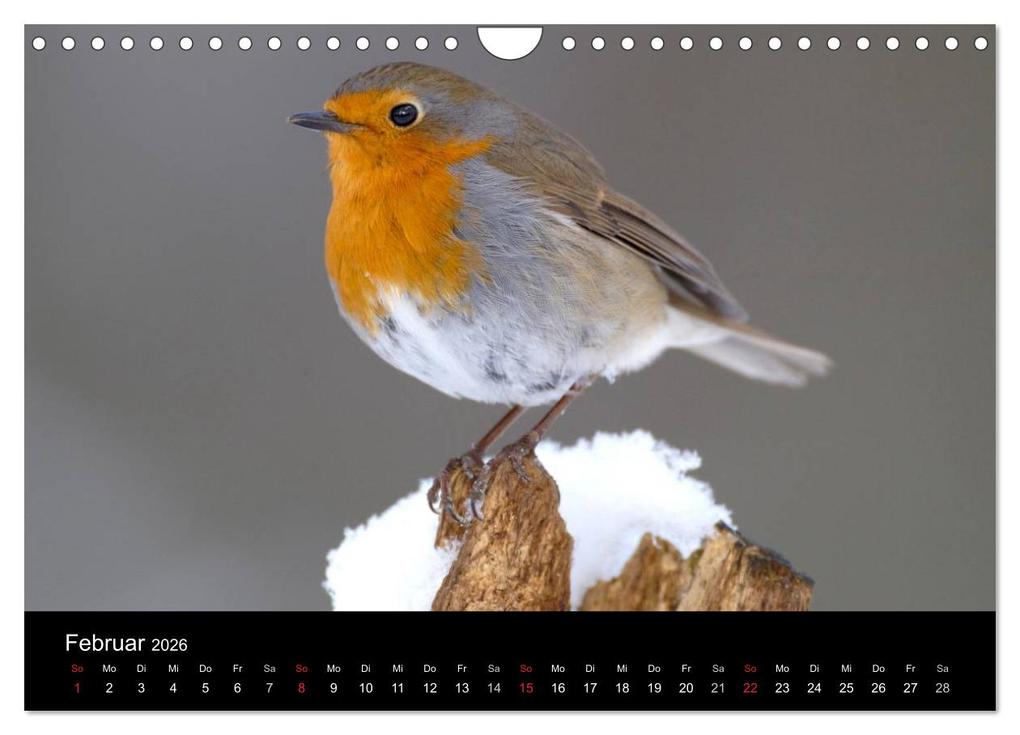 Weitere Ansicht: Vögel (Wandkalender 2026 DIN A4 quer), CALVENDO Monatskalender | McPHOTO McPHOTO, Calvendo, McPHOTO