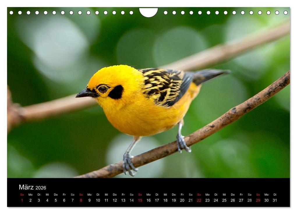 Weitere Ansicht: Vögel (Wandkalender 2026 DIN A4 quer), CALVENDO Monatskalender | McPHOTO McPHOTO, Calvendo, McPHOTO