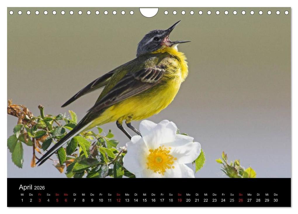 Weitere Ansicht: Vögel (Wandkalender 2026 DIN A4 quer), CALVENDO Monatskalender | McPHOTO McPHOTO, Calvendo, McPHOTO