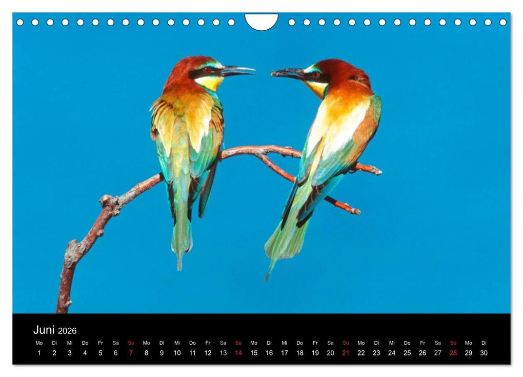 Weitere Ansicht: Vögel (Wandkalender 2026 DIN A4 quer), CALVENDO Monatskalender | McPHOTO McPHOTO, Calvendo, McPHOTO