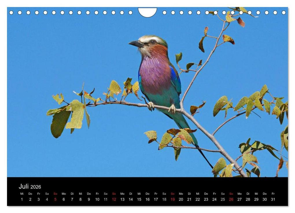 Weitere Ansicht: Vögel (Wandkalender 2026 DIN A4 quer), CALVENDO Monatskalender | McPHOTO McPHOTO, Calvendo, McPHOTO