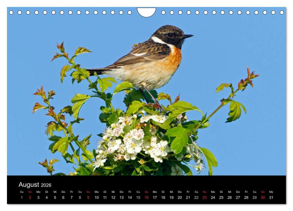 Weitere Ansicht: Vögel (Wandkalender 2026 DIN A4 quer), CALVENDO Monatskalender | McPHOTO McPHOTO, Calvendo, McPHOTO