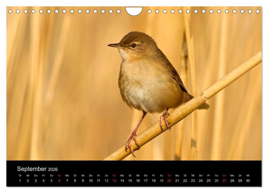 Weitere Ansicht: Vögel (Wandkalender 2026 DIN A4 quer), CALVENDO Monatskalender | McPHOTO McPHOTO, Calvendo, McPHOTO