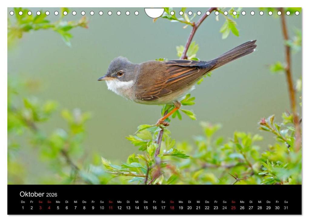 Weitere Ansicht: Vögel (Wandkalender 2026 DIN A4 quer), CALVENDO Monatskalender | McPHOTO McPHOTO, Calvendo, McPHOTO
