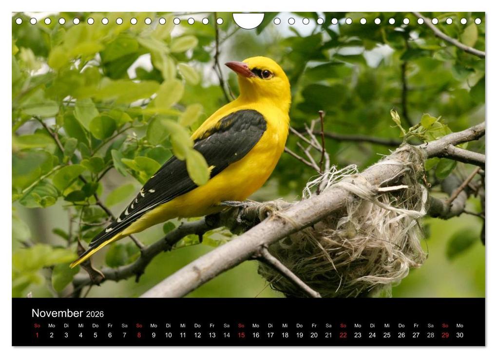 Weitere Ansicht: Vögel (Wandkalender 2026 DIN A4 quer), CALVENDO Monatskalender | McPHOTO McPHOTO, Calvendo, McPHOTO