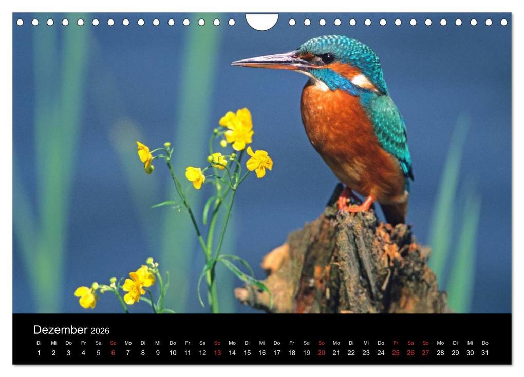 Weitere Ansicht: Vögel (Wandkalender 2026 DIN A4 quer), CALVENDO Monatskalender | McPHOTO McPHOTO, Calvendo, McPHOTO