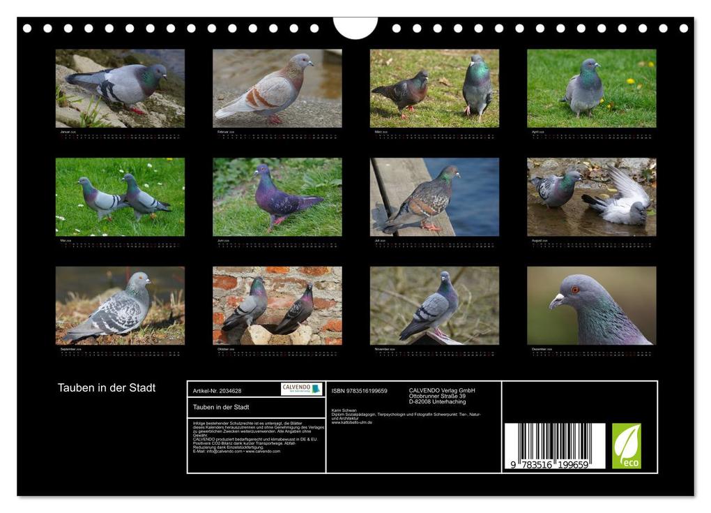 Weitere Ansicht: Tauben in der Stadt (Wandkalender 2026 DIN A4 quer), CALVENDO Monatskalender | kattobello kattobello, Calvendo, Kattobello