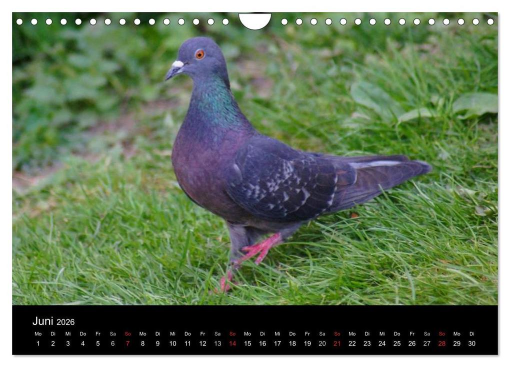 Weitere Ansicht: Tauben in der Stadt (Wandkalender 2026 DIN A4 quer), CALVENDO Monatskalender | kattobello kattobello, Calvendo, Kattobello