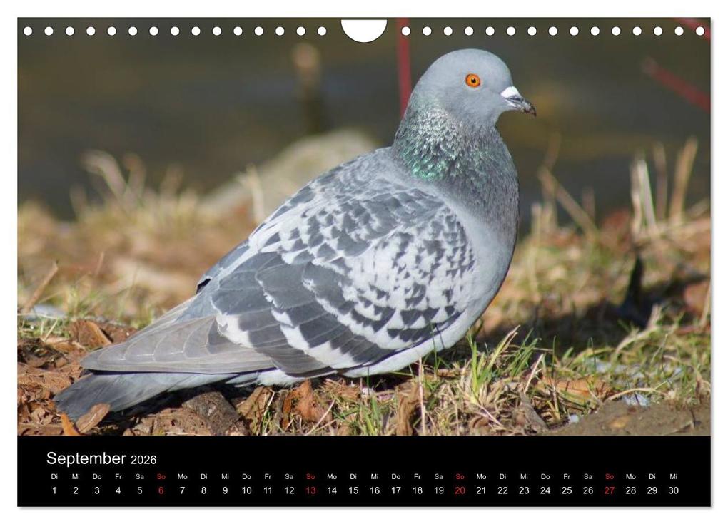 Weitere Ansicht: Tauben in der Stadt (Wandkalender 2026 DIN A4 quer), CALVENDO Monatskalender | kattobello kattobello, Calvendo, Kattobello