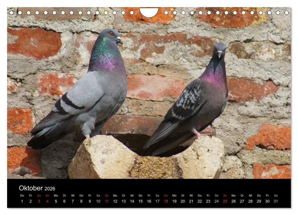 Weitere Ansicht: Tauben in der Stadt (Wandkalender 2026 DIN A4 quer), CALVENDO Monatskalender | kattobello kattobello, Calvendo, Kattobello