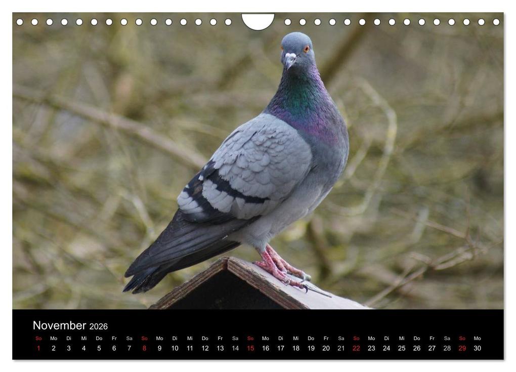 Weitere Ansicht: Tauben in der Stadt (Wandkalender 2026 DIN A4 quer), CALVENDO Monatskalender | kattobello kattobello, Calvendo, Kattobello