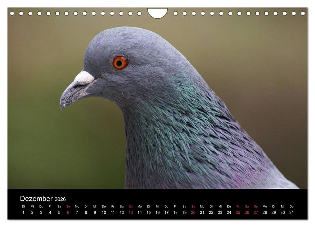 Weitere Ansicht: Tauben in der Stadt (Wandkalender 2026 DIN A4 quer), CALVENDO Monatskalender | kattobello kattobello, Calvendo, Kattobello