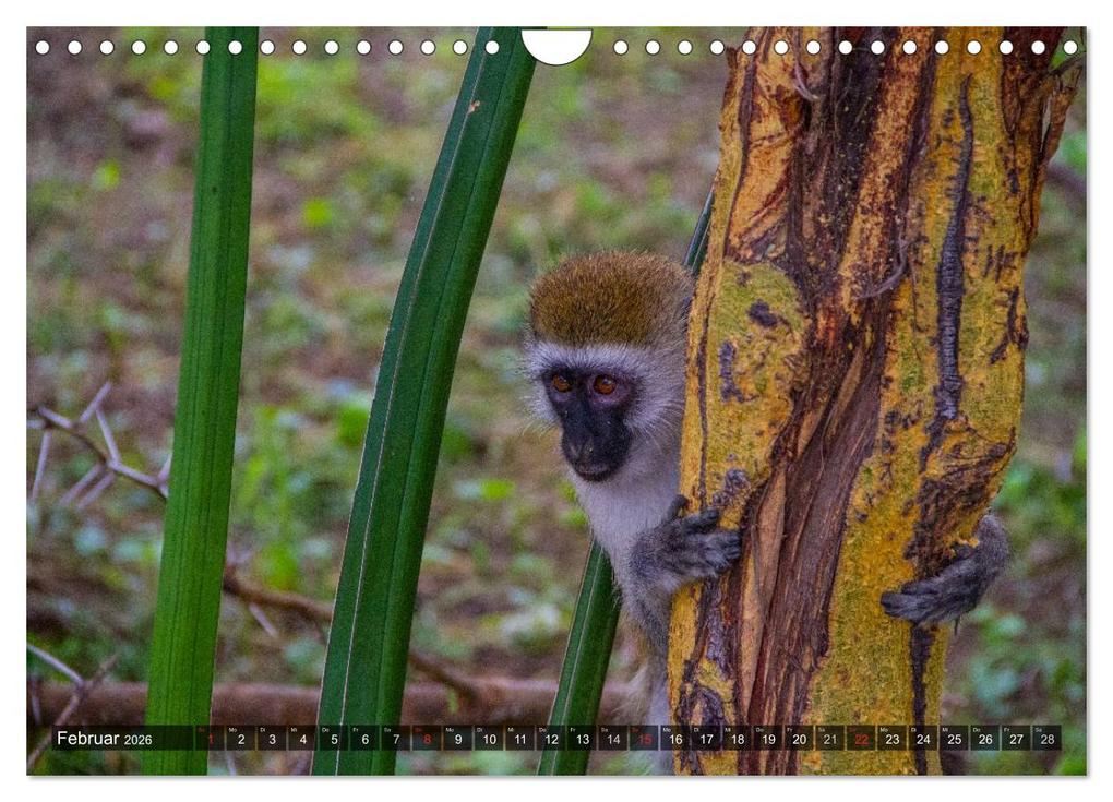 Weitere Ansicht: Abenteuer Tansania, Afrika (Wandkalender 2026 DIN A4 quer), CALVENDO Monatskalender | Frank Struckmann, Calvendo