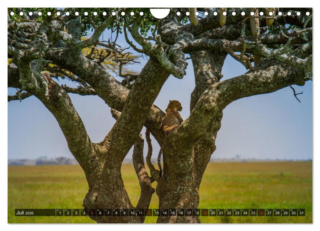 Weitere Ansicht: Abenteuer Tansania, Afrika (Wandkalender 2026 DIN A4 quer), CALVENDO Monatskalender | Frank Struckmann, Calvendo