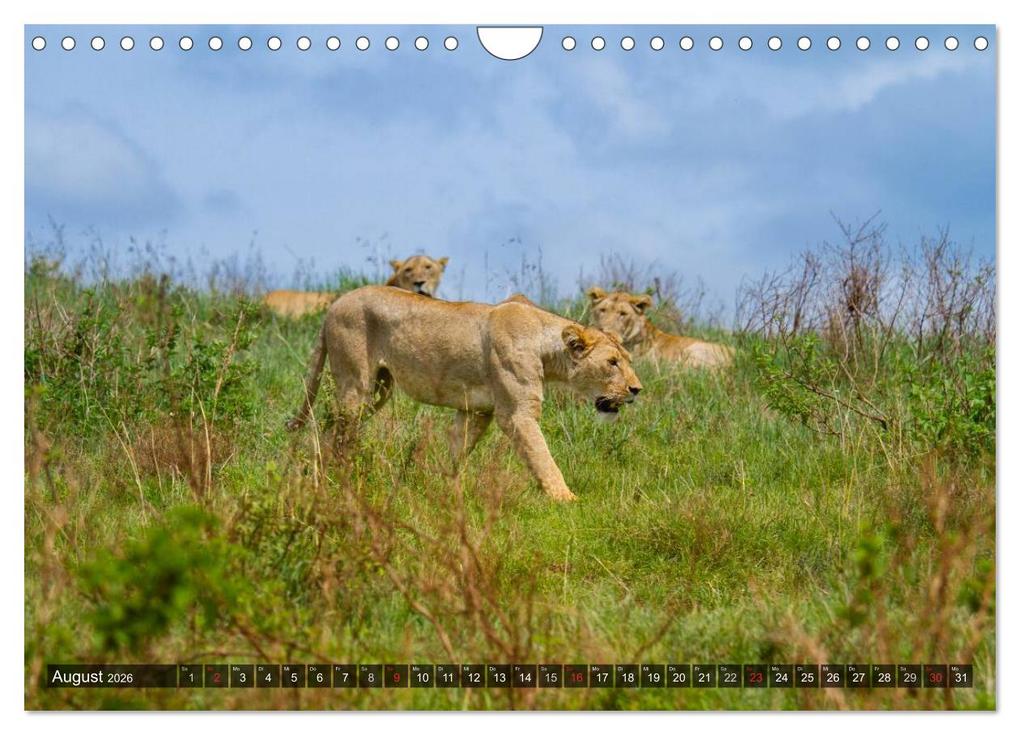 Weitere Ansicht: Abenteuer Tansania, Afrika (Wandkalender 2026 DIN A4 quer), CALVENDO Monatskalender | Frank Struckmann, Calvendo