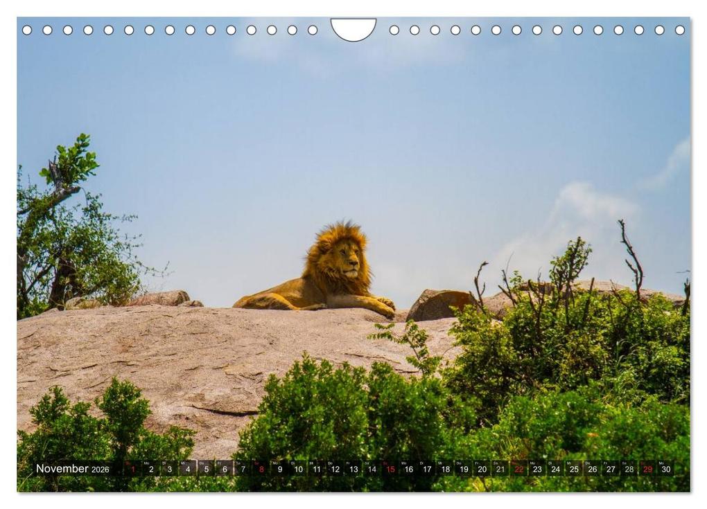 Weitere Ansicht: Abenteuer Tansania, Afrika (Wandkalender 2026 DIN A4 quer), CALVENDO Monatskalender | Frank Struckmann, Calvendo