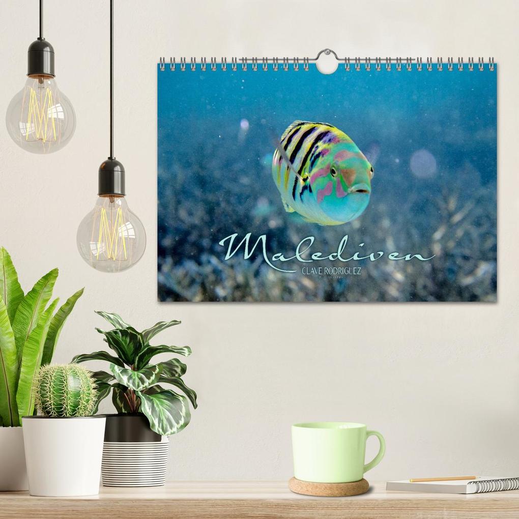 Weitere Ansicht: Unterwasserwelt der Malediven II (Wandkalender 2026 DIN A4 quer), CALVENDO Monatskalender | CLAVE RODRIGUEZ Photography, Calvendo