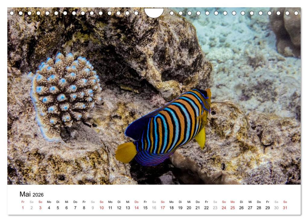 Weitere Ansicht: Unterwasserwelt der Malediven II (Wandkalender 2026 DIN A4 quer), CALVENDO Monatskalender | CLAVE RODRIGUEZ Photography, Calvendo