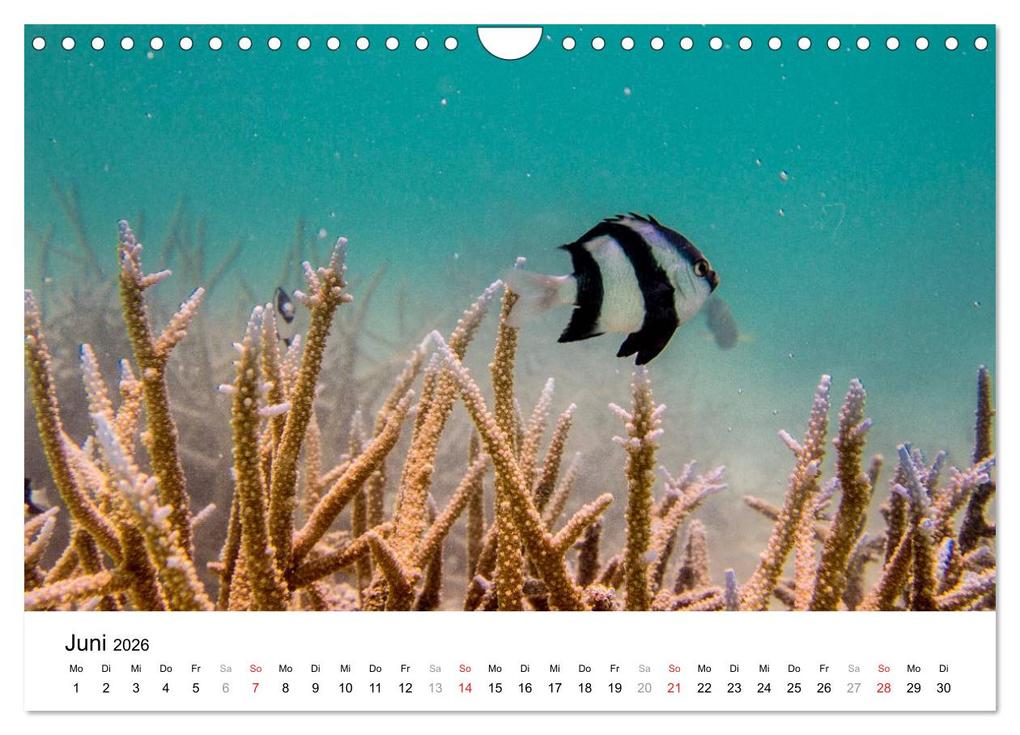 Weitere Ansicht: Unterwasserwelt der Malediven II (Wandkalender 2026 DIN A4 quer), CALVENDO Monatskalender | CLAVE RODRIGUEZ Photography, Calvendo