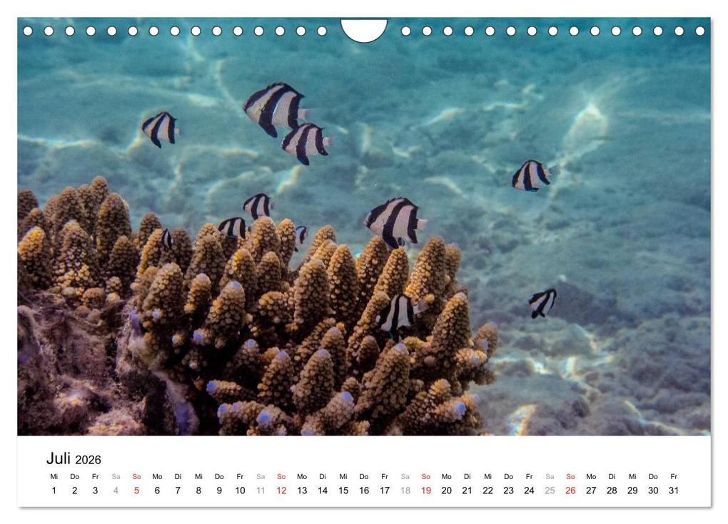 Weitere Ansicht: Unterwasserwelt der Malediven II (Wandkalender 2026 DIN A4 quer), CALVENDO Monatskalender | CLAVE RODRIGUEZ Photography, Calvendo